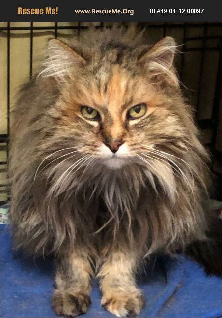 Find Cats. . Maine coon rescue sacramento